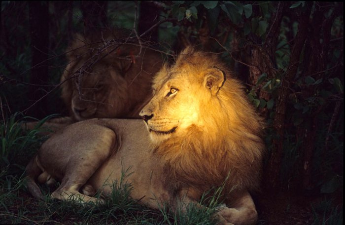 South Africa - Rovos Rail - Lion on a night safari