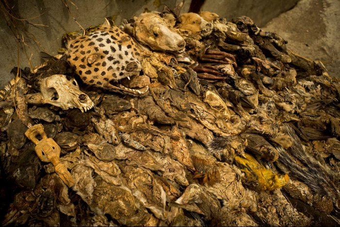 COTONOU - Benin - Africa -  Fetich in Dantokpa Market