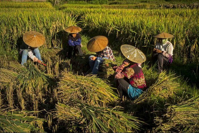 China - Xiang Cai Tang - Yunnan Province - Deang Minority Ethnic - Rice crop