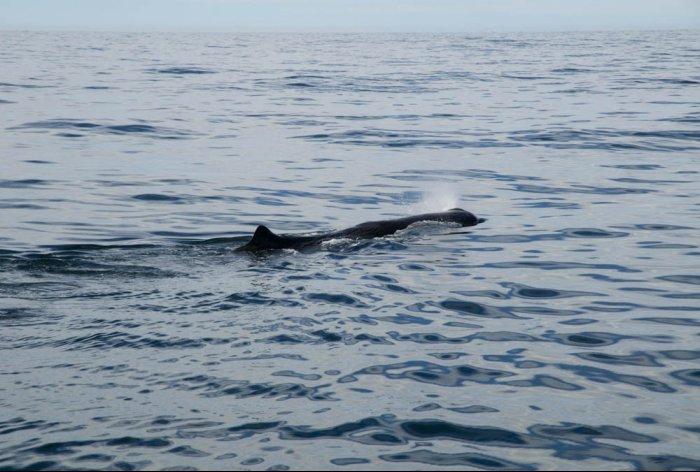 Sperm Whale Watching - KAIKORUA - NEW ZEALAND