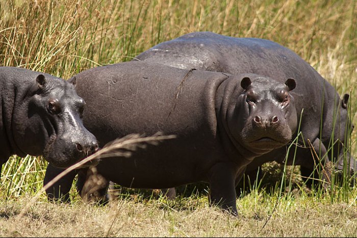 Okavango Delta - Moremi National Park - Botswana - Hippos 