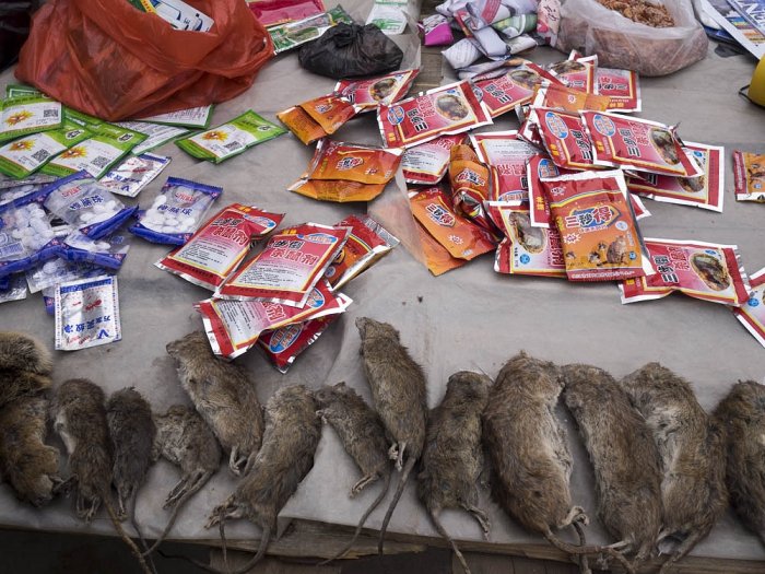 China - WANGSHUI - Guizhou province - Venta de veneno para ratas